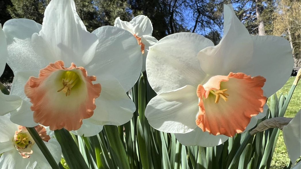 Early spring wildflowers are out around Pierce County and beyond.