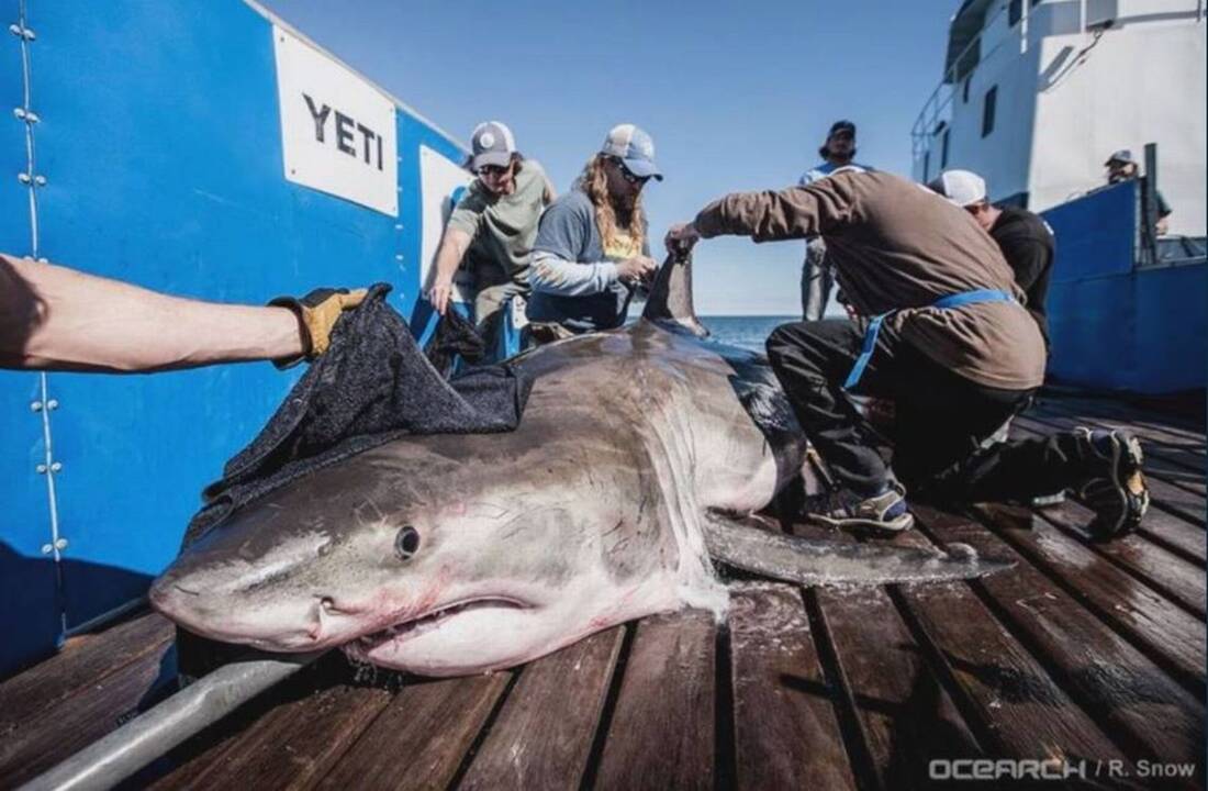 Meet Hilton, a 12-foot great white shark tagged off SC coast