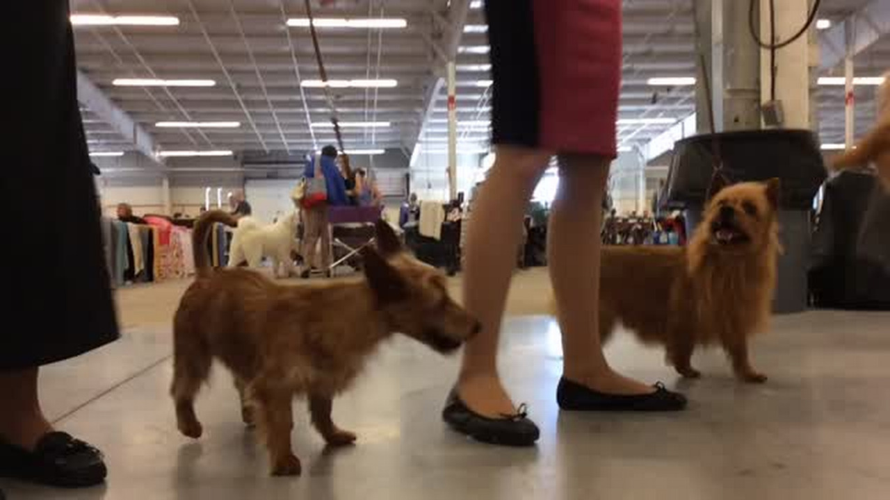 Scenes from the Sunflower Cluster Dog Show
