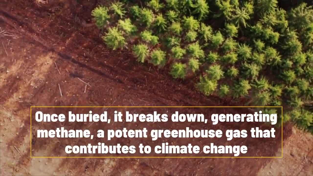 Americans Throw Out 32% Of The Food They Buy