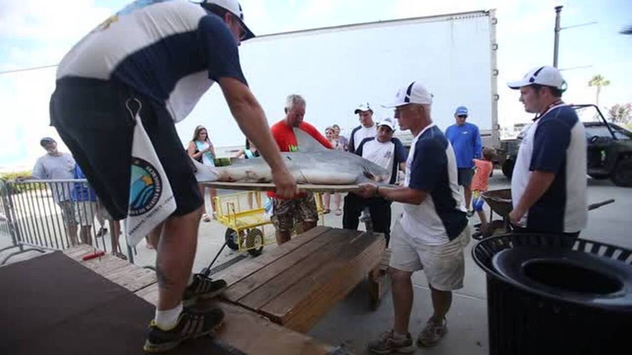 MS Deep Sea Fishing Rodeo kicks off with record breaking shark