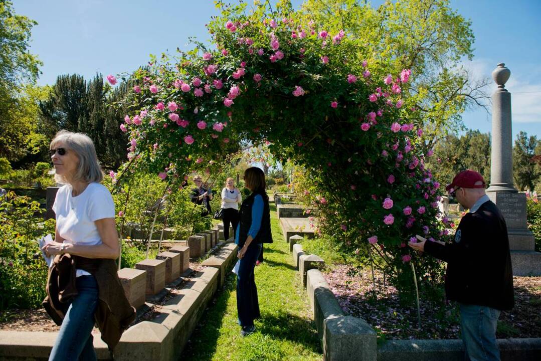 Year after controversy, historic cemetery’s roses remain rooted