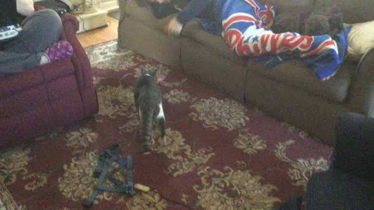 Ben and Smokey play fetch