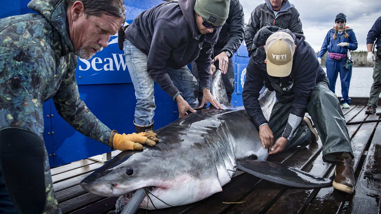Great white sharks are hugging the Carolina coast, researchers say. Here’s why