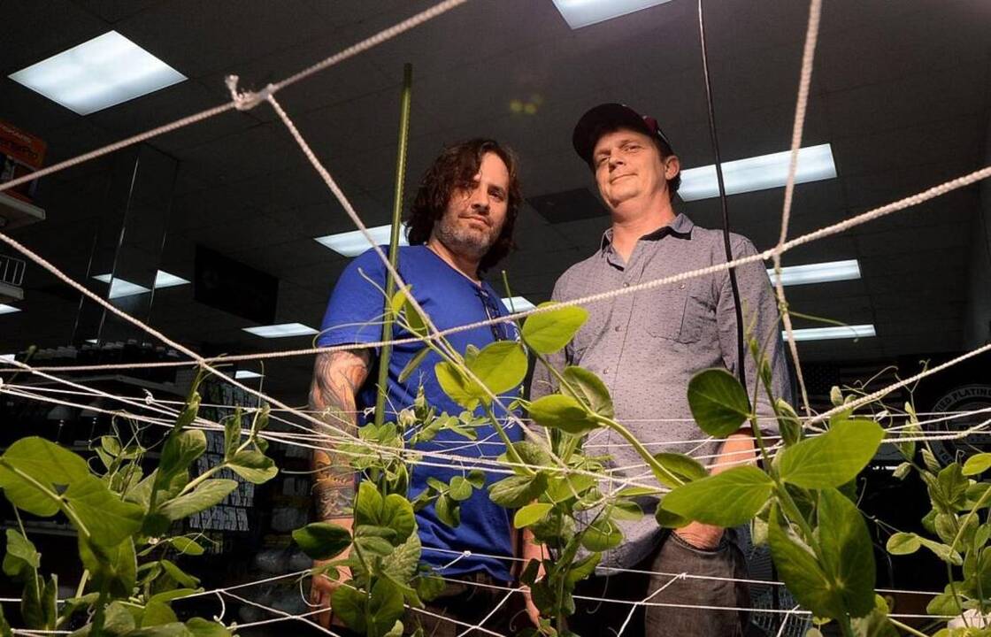 Amid construction barrels, a garden business blooms