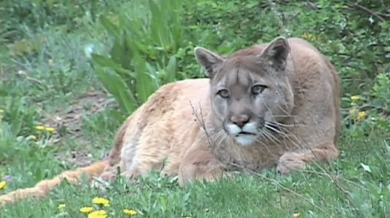 Dad fights off possible mountain lion to save 4-year-old son, San Diego officials say
