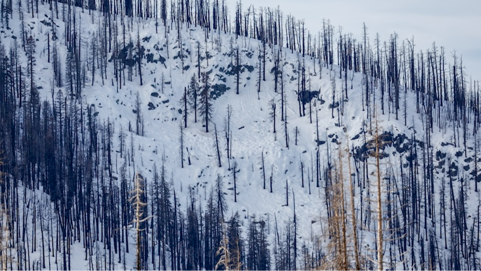 Water content of California snowpack is well below normal | Sacramento Bee