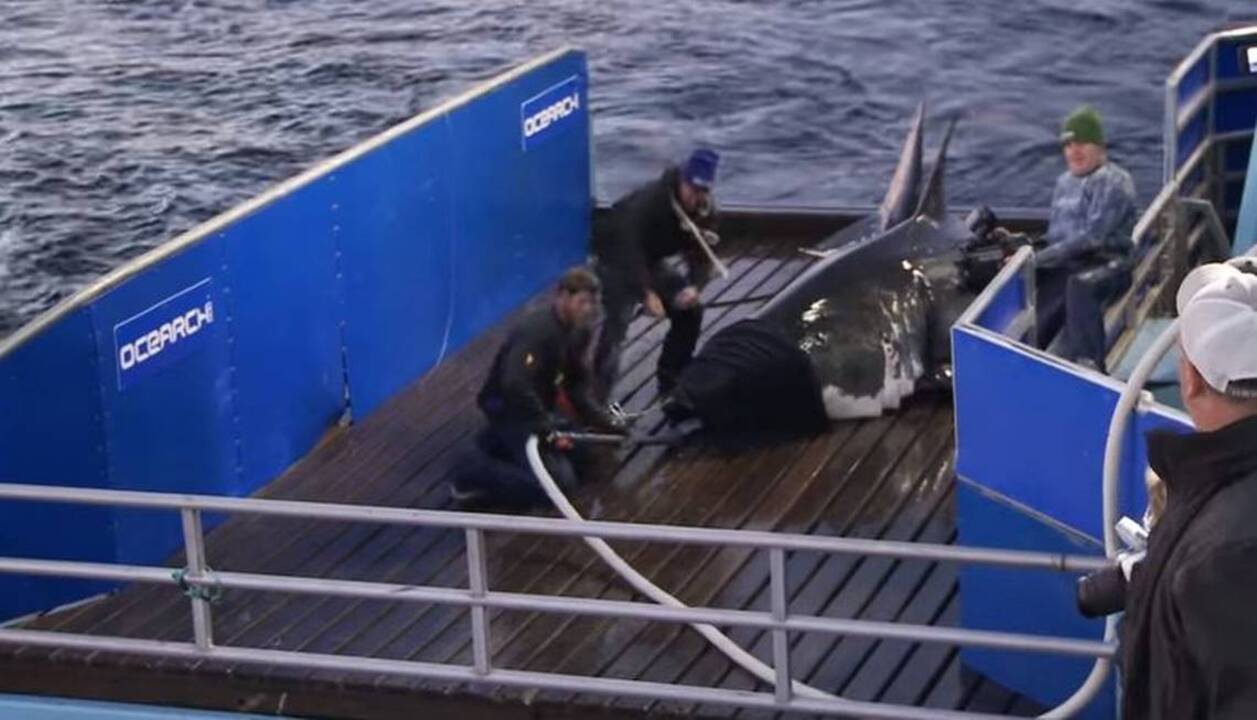 7 reasons to love Mary Lee, the superstar shark now lurking off the SC coast