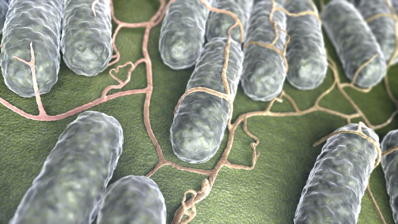 What is salmonella and how do you keep from getting it?