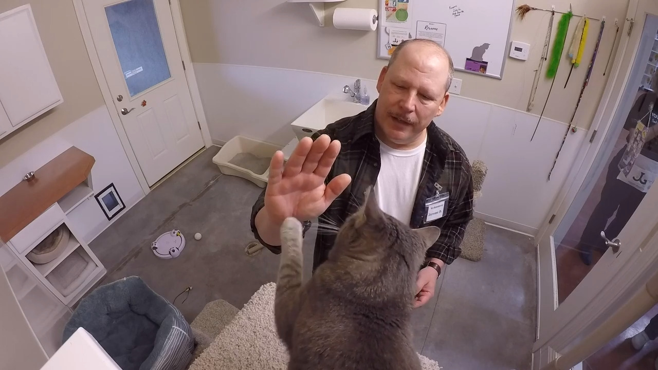 Volunteers get high fives from cats at Boise shelter