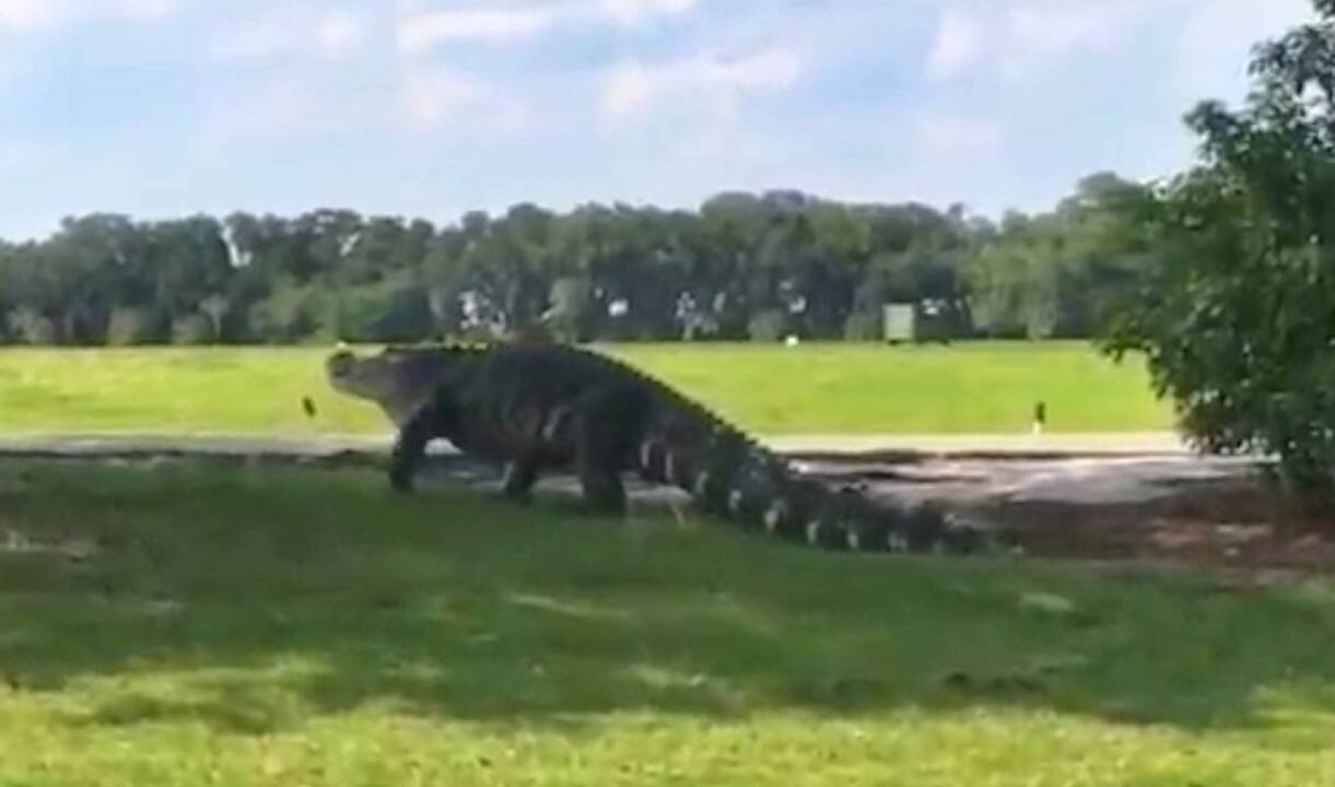 Giant gator walks through Florida golf course