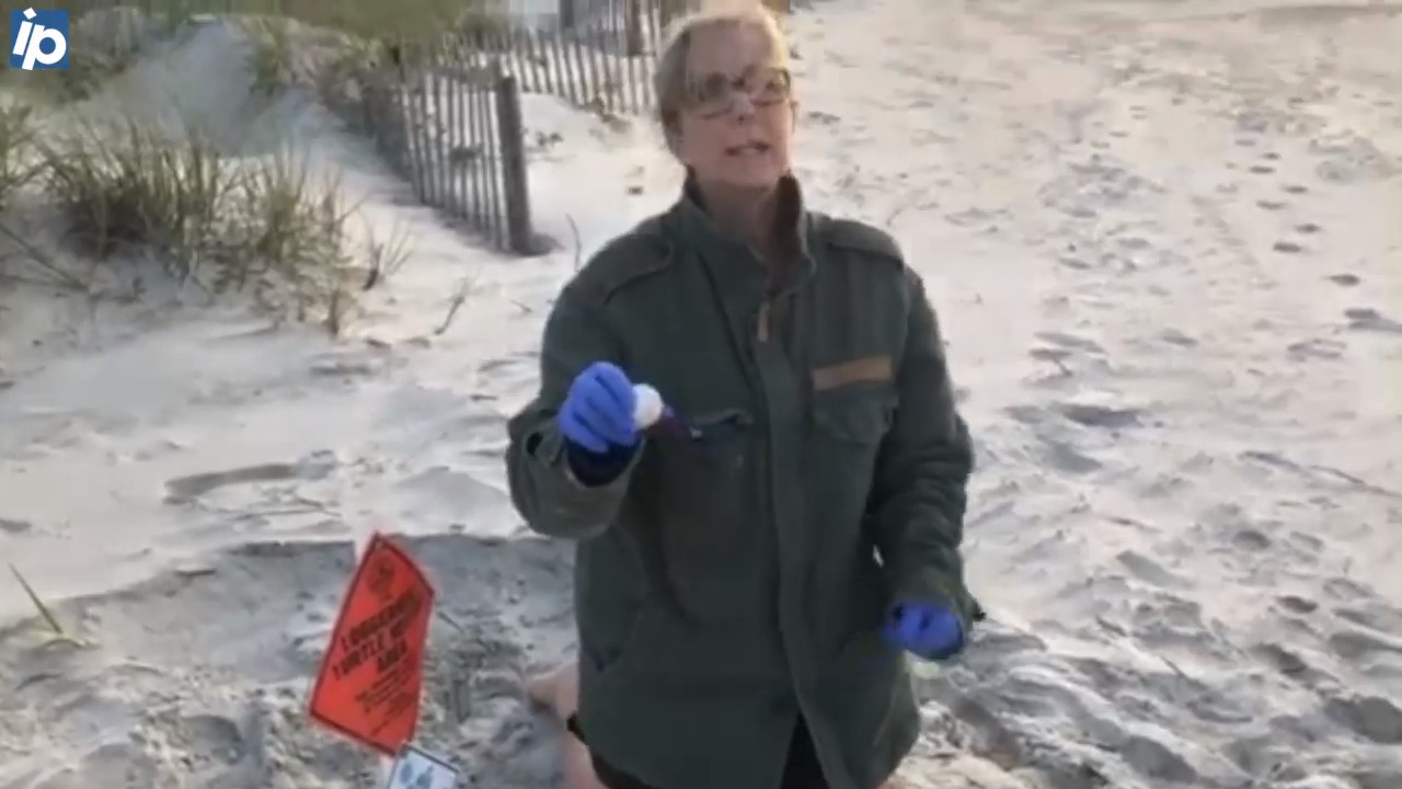 Sea Turtle volunteers find a nest on Hilton Head