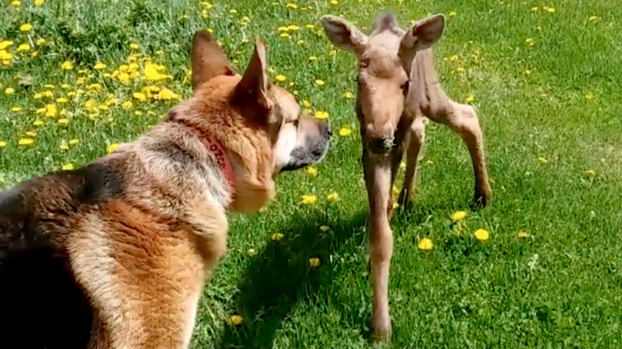 Baby moose, dog become instant friends