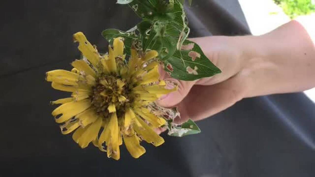 Dig In video series: Catch earwigs in your garden like a Pokemon pro