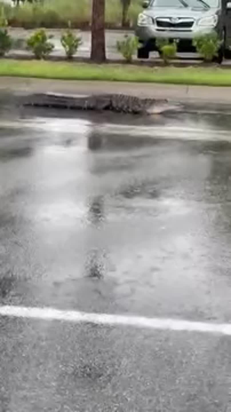 Gator on Hilton Head leaves pond for parking lot as Tropical Storm Debby nears