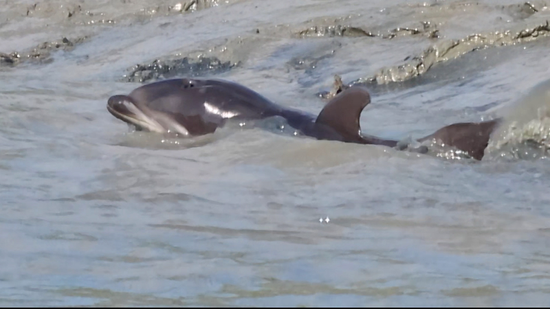 Watch as a young dolphin attempts to strand feed in SC creek