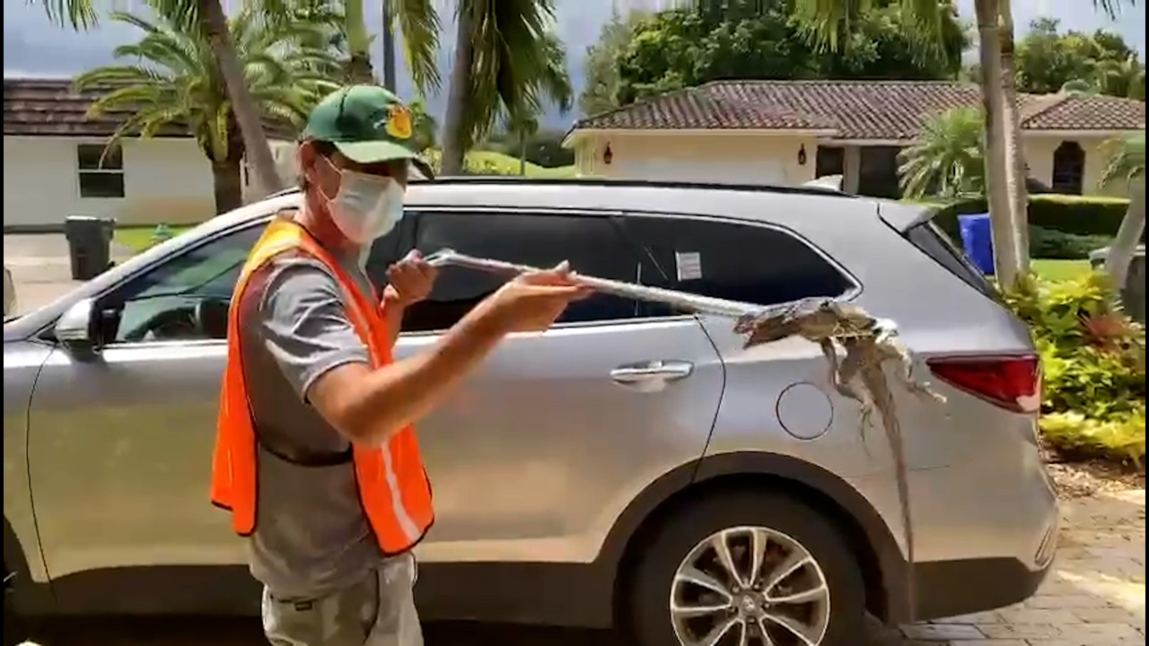 Hey, Curious305: My neighborhood is overrun by iguanas. How can I get rid of them?