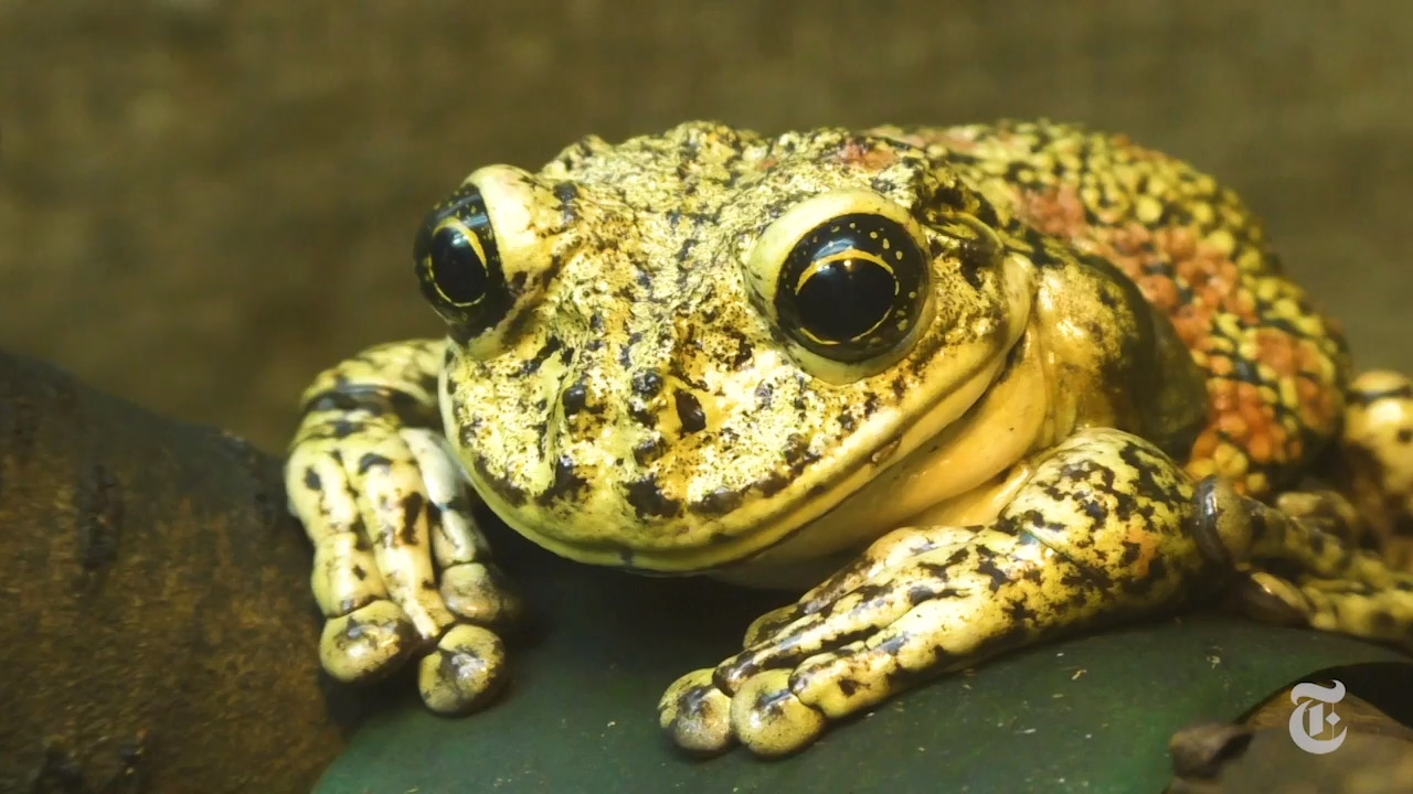 ‘Explosively breeding’ frogs are literally dropping from above in NC, experts say