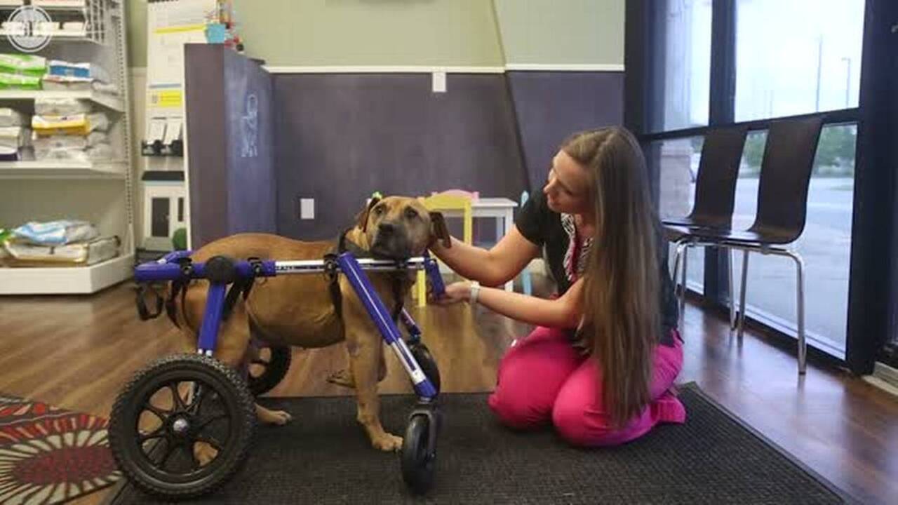 Tired Dog Rescue gives dogs a second chance at life