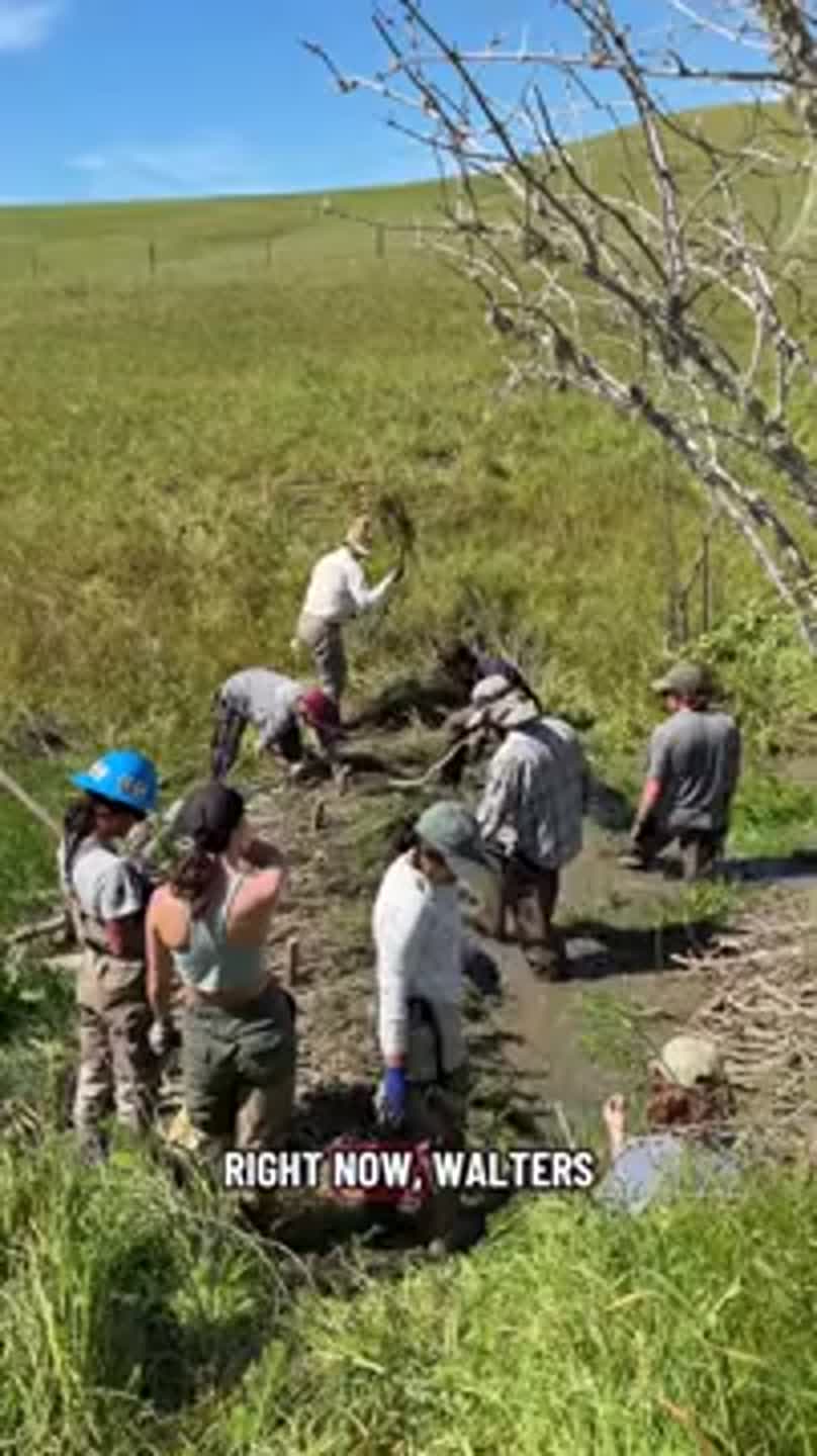 Watch volunteers build beaver dams to restore SLO creek