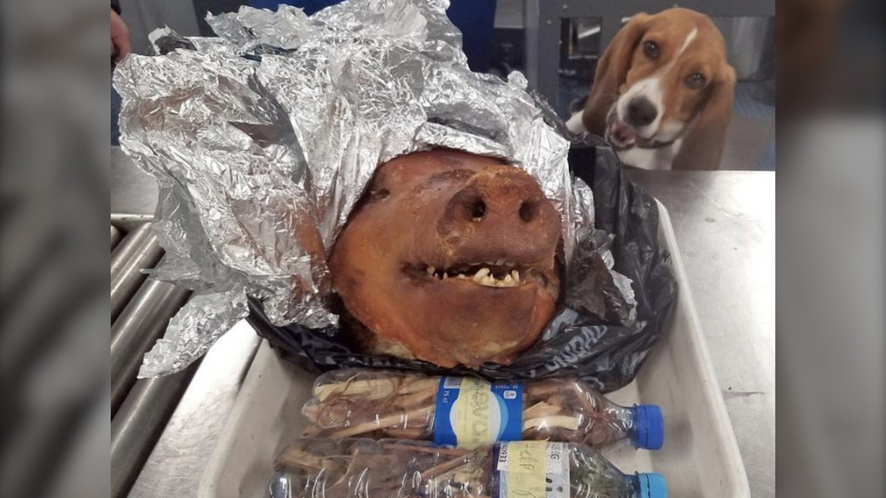 Beagle finds roasted pig head in a traveler’s checked luggage