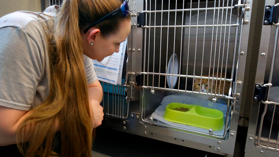 Cat hoarding rescues stabilzing at Tri-City Animal Services