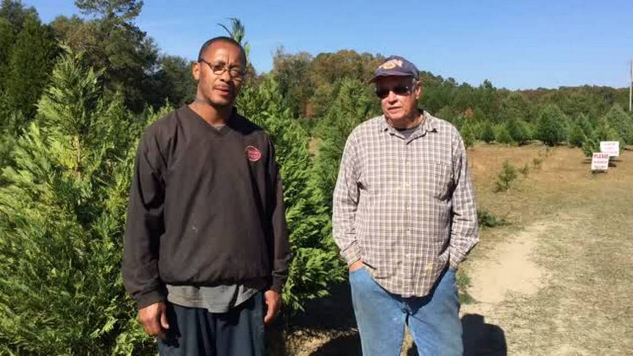 7 things to think about before you pick a Christmas tree