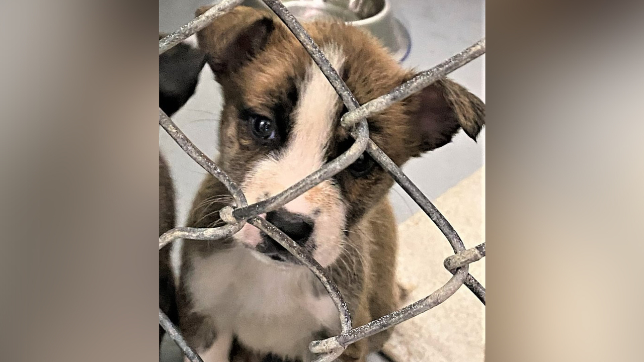 7-week-old puppy stolen from APS of Durham