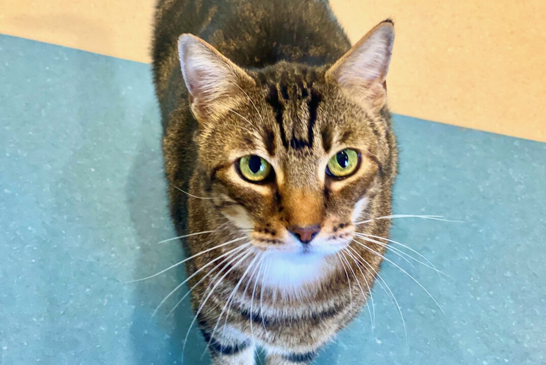 Pet Tales: Patrick the gentle tabby cat needs a forever home