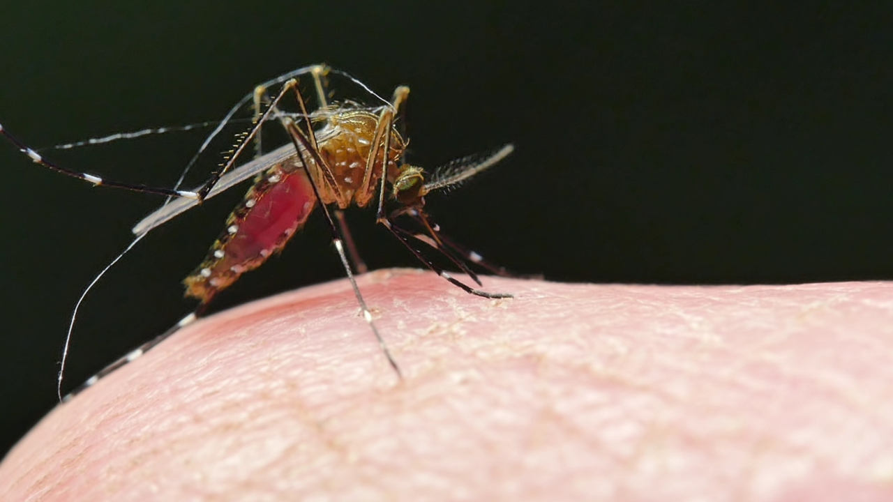 Kings County reports its first West Nile virus death of 2021