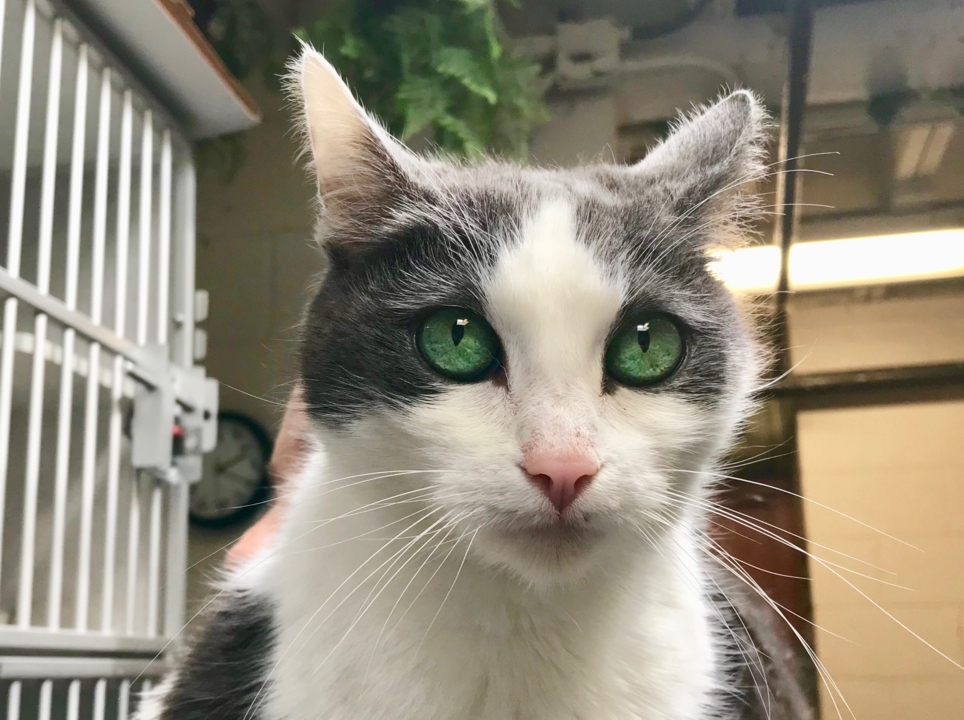 Sasha the cat has ‘amazing’ green eyes — and she’s looking for a forever home