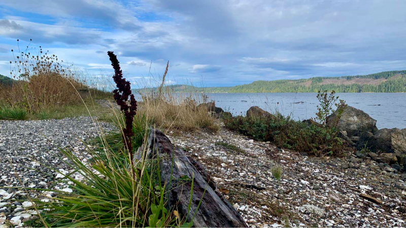 Potentially lethal shellfish toxin closes harvest at popular Puget Sound beaches