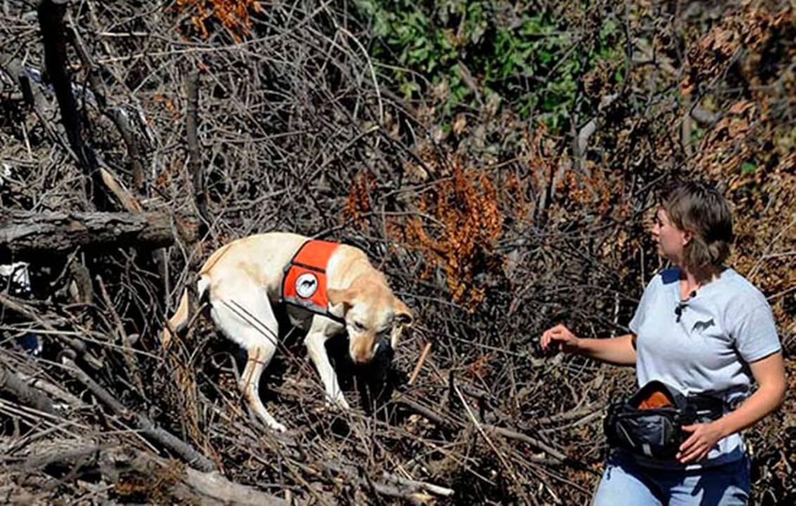 Working dogs sniff out Emerald Ash Borer in Minnesota