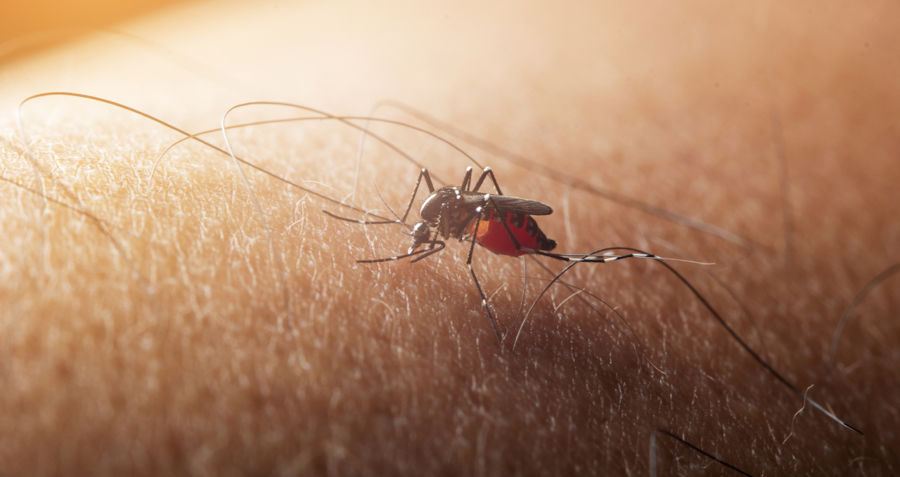 West Nile virus found in Centre County mosquitoes. What is the current risk?