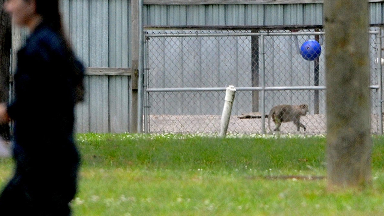 Monkey research facility in Yemassee planning $3M expansion. Here’s what’s being added