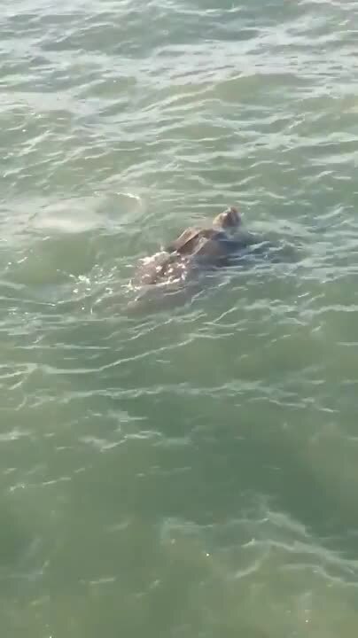 Here are the best places to see 1,000 pound sea turtles near Myrtle Beach