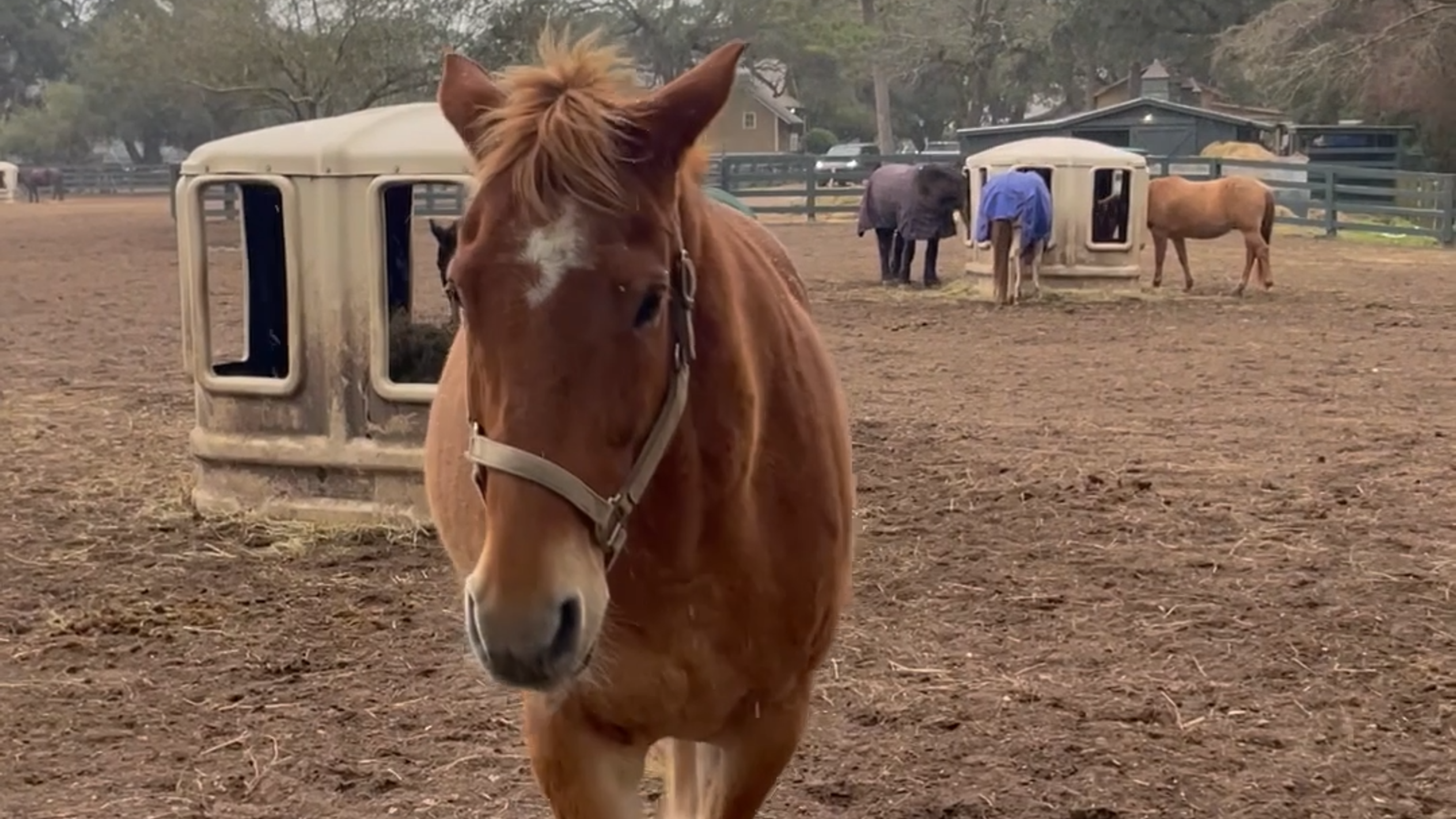 Horses at Lawton Stables in Sea Pines get sweaters, Harbour Town empty before snow