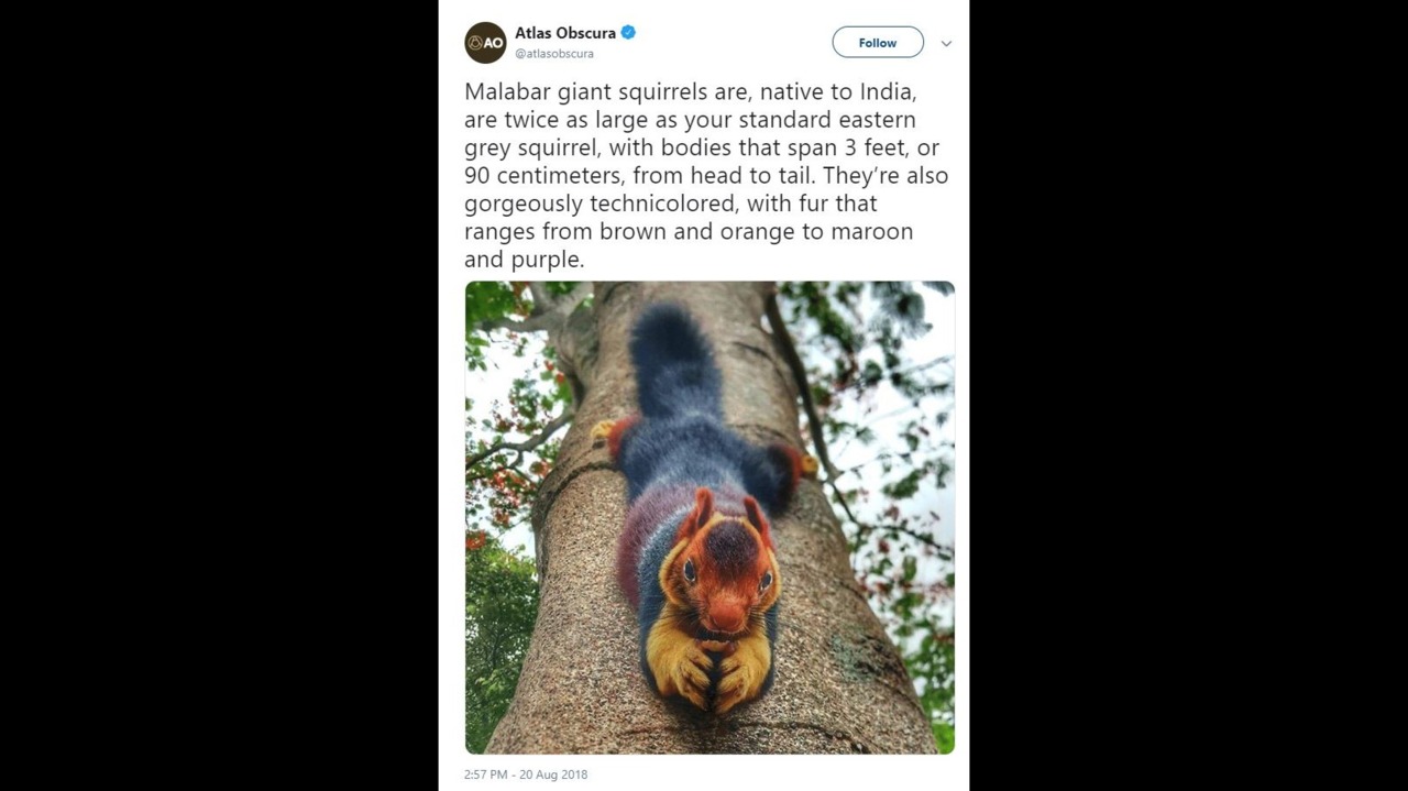 Twitter goes crazy over large multi-colored squirrel