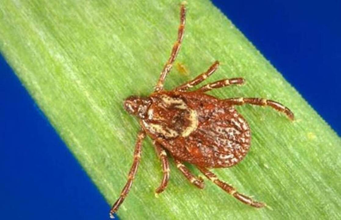 New viruses add to danger from ticks