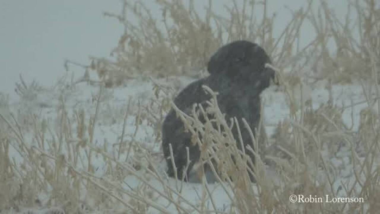 Snowfall topped a foot in parts of Kansas this week