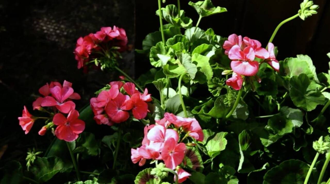 How to plant a simple garden