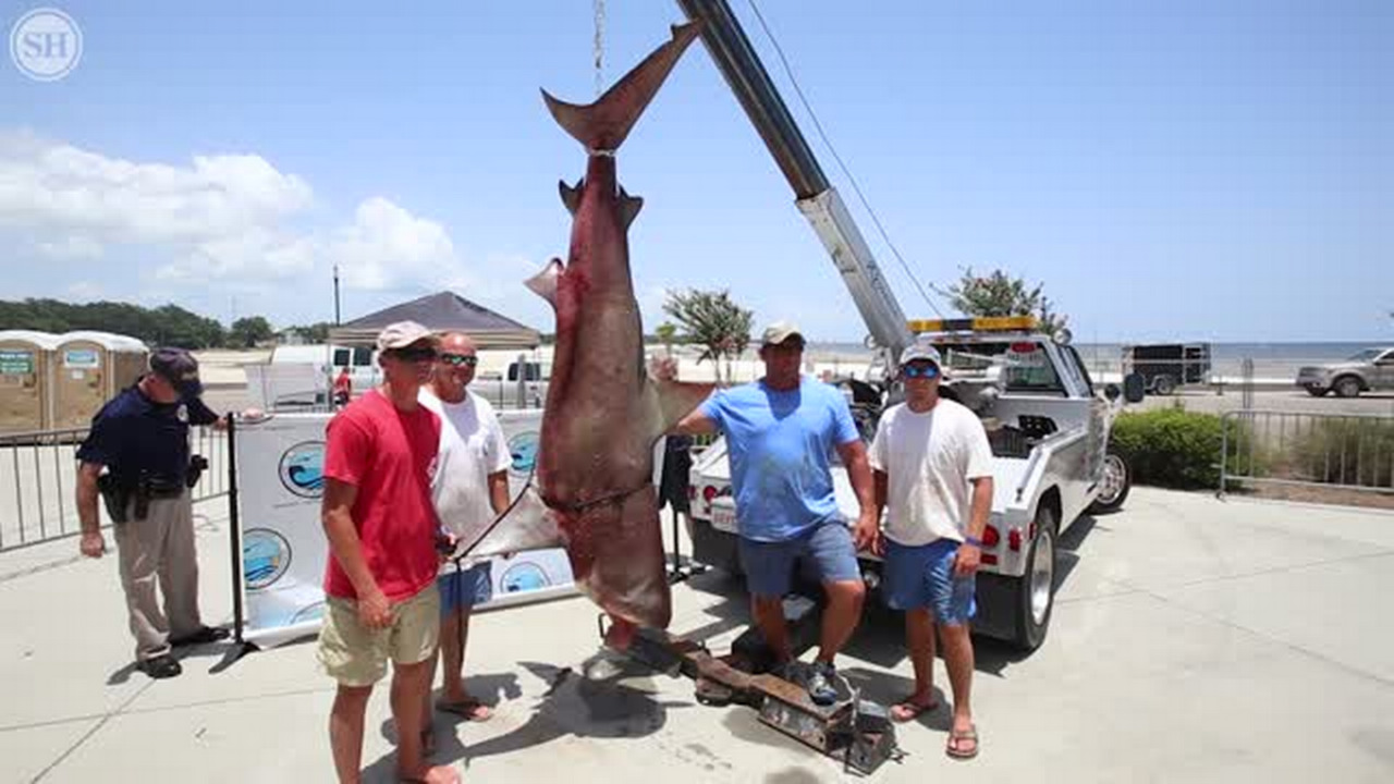 Mobile man breaks bull shark record