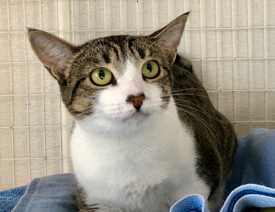 Pet Tales: Hera the regal tabby cat is looking for a new home