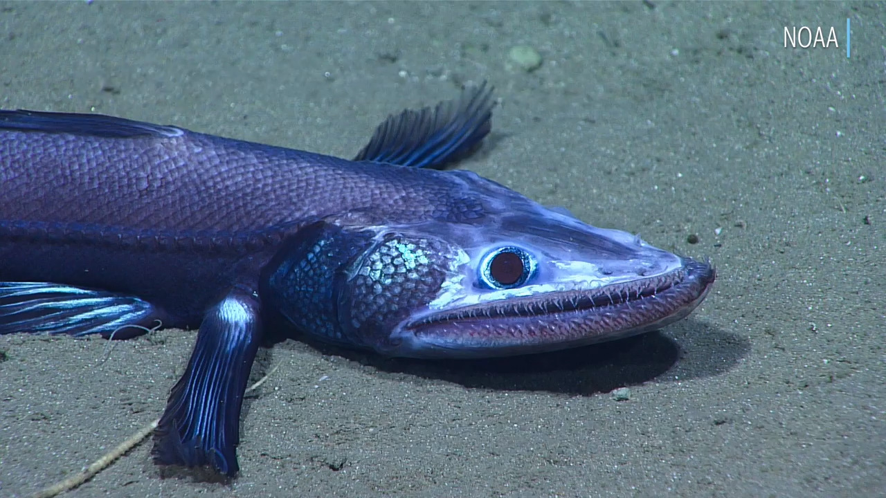 Check out what explorers found off the southeast and Carolinas coast