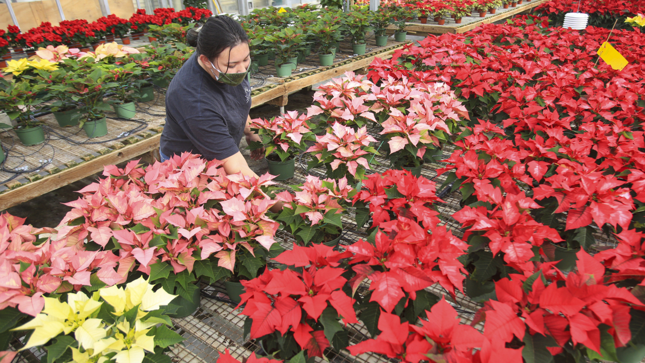 Cal Poly’s annual poinsettia sale is back — here’s how to get them before they’re gone