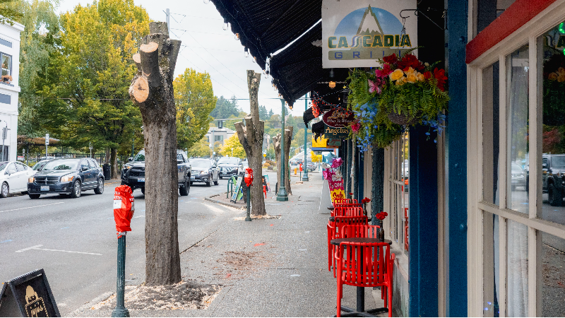 City officials explain why trees were cut down in downtown Olympia
