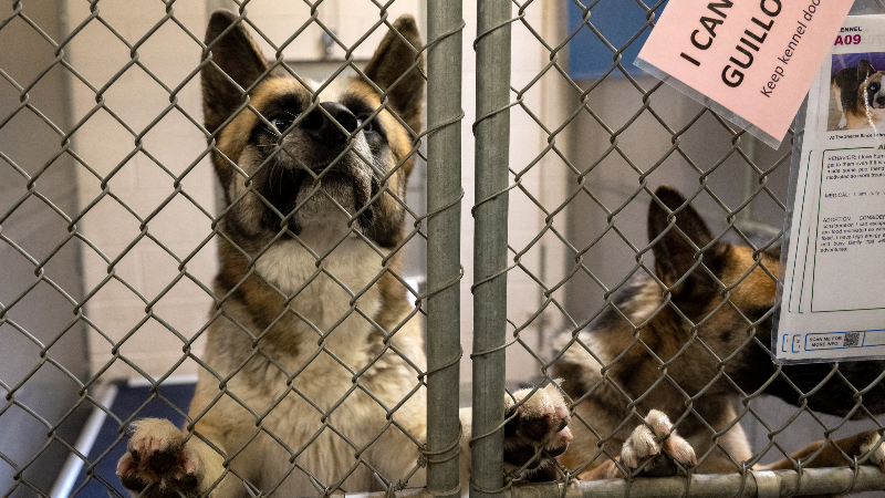 Tour Sacramento’s ‘antiquated’ Front Street Animal Shelter: ‘We need more space’