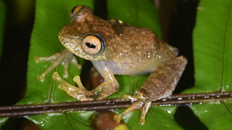 See, hear new species of tree frog with ‘otherworldly’ calls discovered in Madagascar