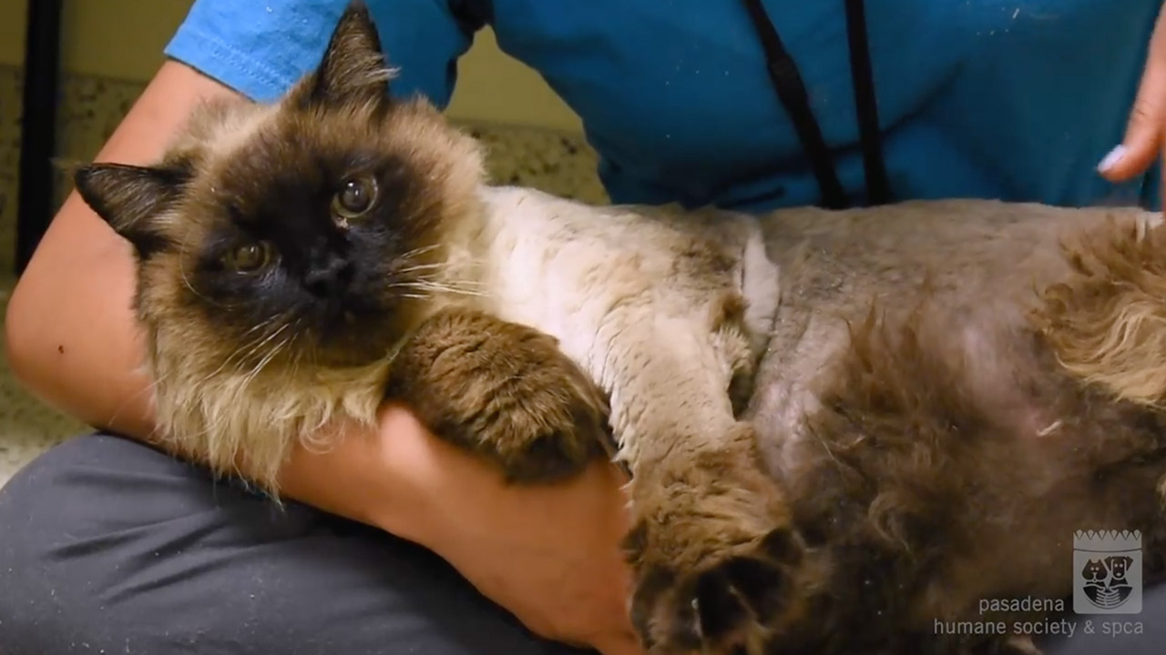 Watch internet sensation Chubbs the fat cat get love at the shelter