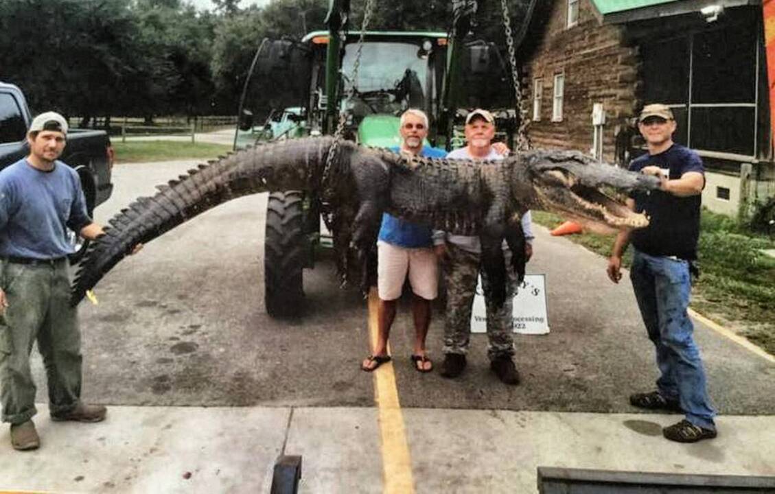 They killed a 12-foot, 5-inch, 620-pound alligator. That was the easy part